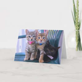 Anuncio Tres gatitos