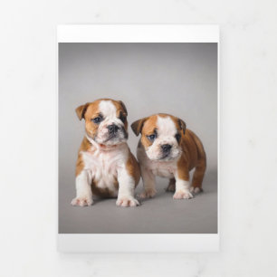 Anuncio Tríptico Cachorros de Bulldog ingleses Bulldog de par en