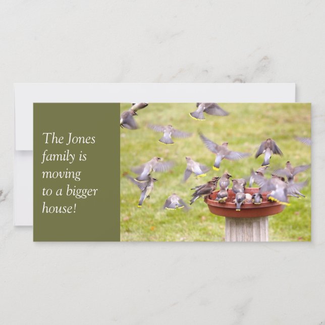 Anuncio Un rebaño loco de Waxwings Cedar (Anverso)