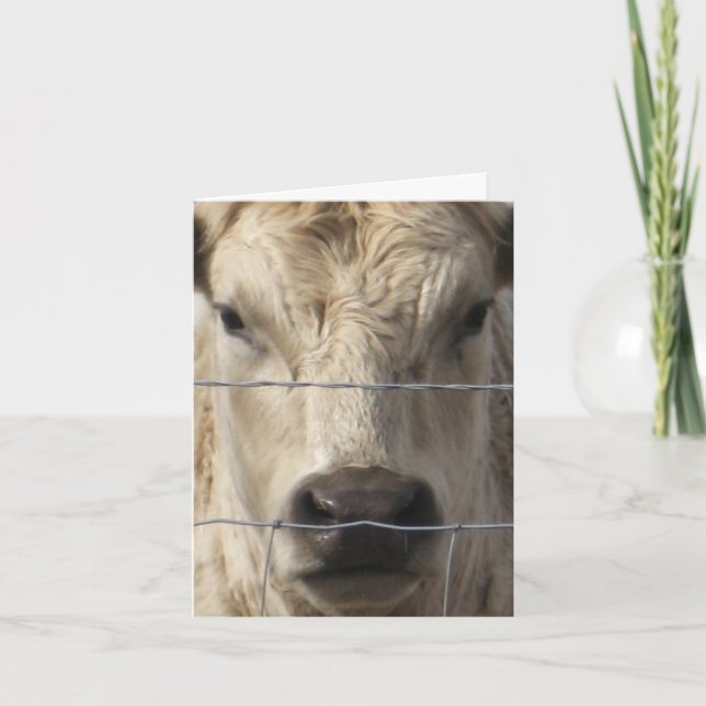 Anuncio Vaca blanca - cambio de dirección occidental (Anverso)