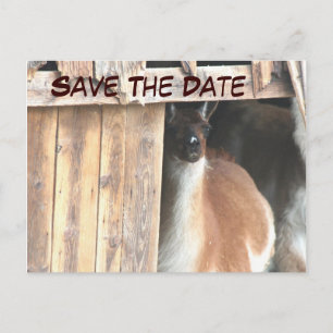 Anuncios Guardar la fecha Llama bonita Foto postal de anima