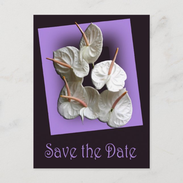 Anuncios Guardar la postal de fecha 2 - White Anthuriums (Anverso)