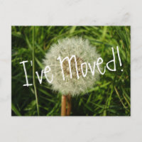He movido postal con fotografía de Dandelion