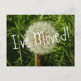 Anuncios He movido postal con fotografía de Dandelion