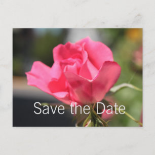 Anuncios la preciosa flor rosa rosa salva la postal de la f