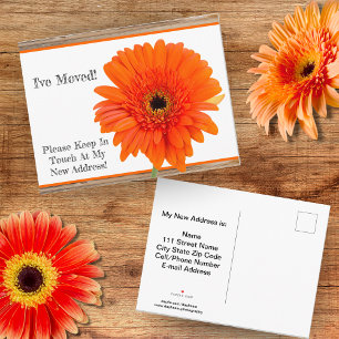 Anuncios ¡Me he mudado! Margarita naranja con postal de mad