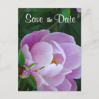 Anuncios Pink Peony Guardar la postal de fecha