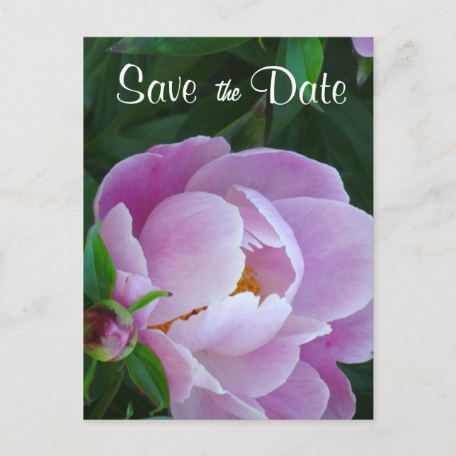 Anuncios Pink Peony Guardar la postal de fecha (Anverso)