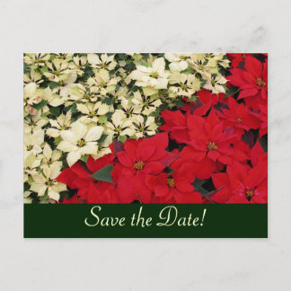 Anuncios Poinsettias blancas y rojas Guardar postal de fech