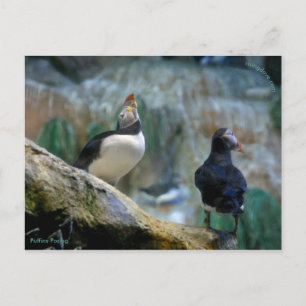 Anuncios Puffines en cautiverio/Nidificación, Postal de Hay
