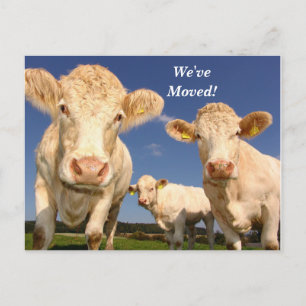 Anuncios Vacas que hemos movido nueva postal de direcciones