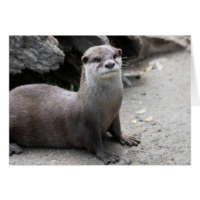 Aonyx cinerea (Anverso (Horizontal))