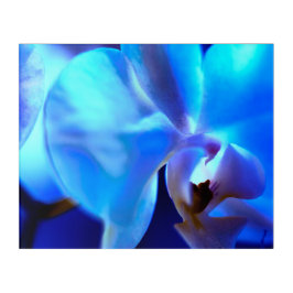 Apacible Blue Night Orquid Arte Pared Acrílico