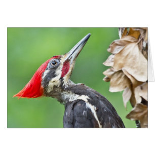 Aparato de regalo de perfil de pájaros de madera c