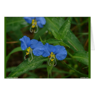 Aparatos y regalos asiáticos de Dayflower Blue WIl