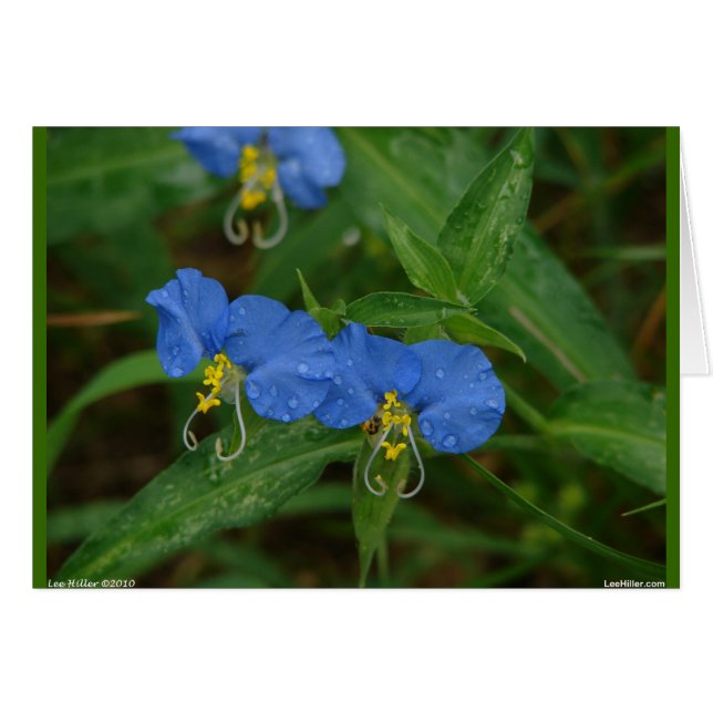 Aparatos y regalos asiáticos de Dayflower Blue WIl (Anverso (Horizontal))