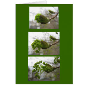 Aparición de la primavera