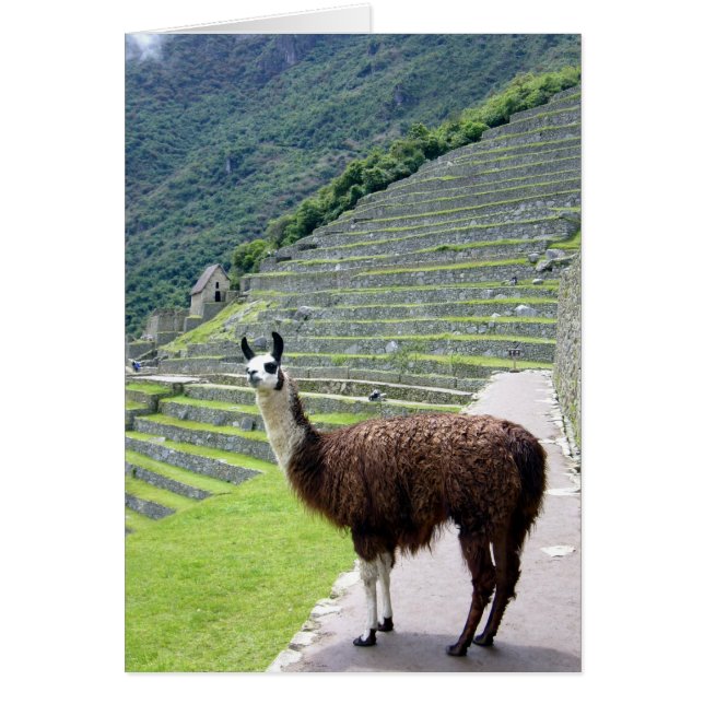 apariencia de llama de machu (Frente)