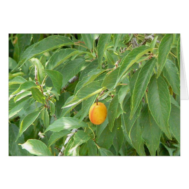 Apenas amelocotonado (Anverso (Horizontal))