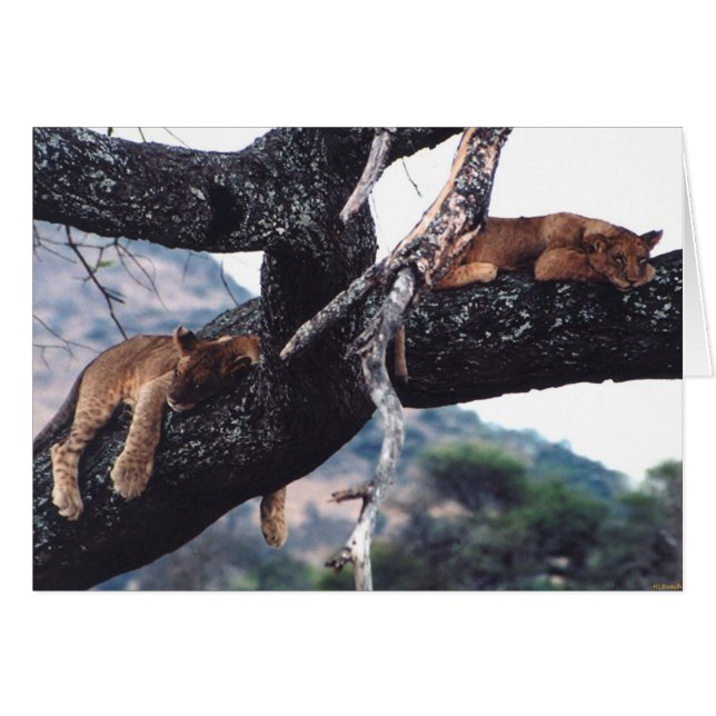 "Apenas colgando hacia fuera " (Anverso (Horizontal))