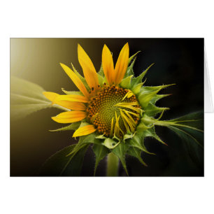 Apertura de girasol en pleno auge