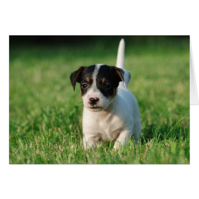 Apertura de Jack Russell Terrier (Anverso (Horizontal))