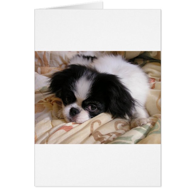 Apertura de Japón (Frente)