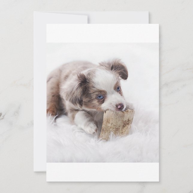 Apertura de merlán rojo (Anverso)