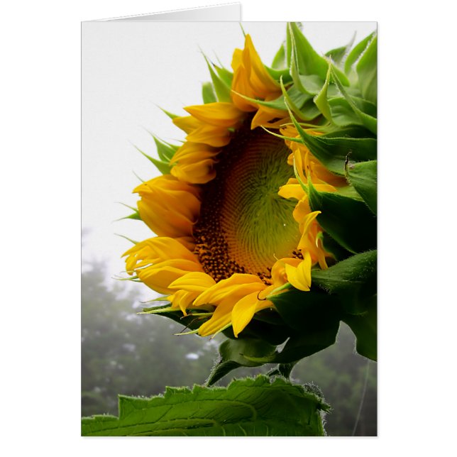 Apertura del girasol (Frente)