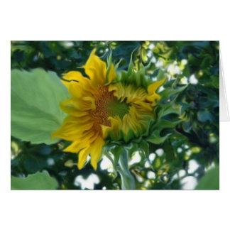 Apertura del girasol del arte digital con luz