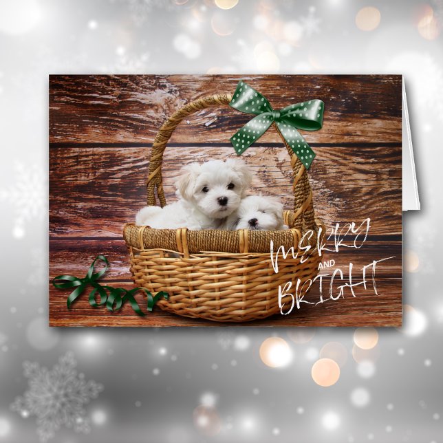 Aperturas de Bichon Frise en la carta de los Navid (Subido por el creador)