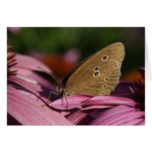 Aphantopus hyperantus (Anverso (Horizontal))