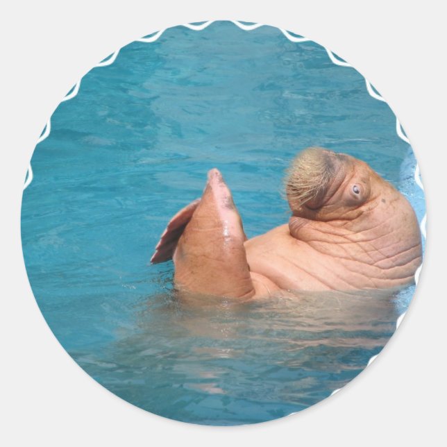 Aplaudiendo a Pegatinas de Walrus (Anverso)