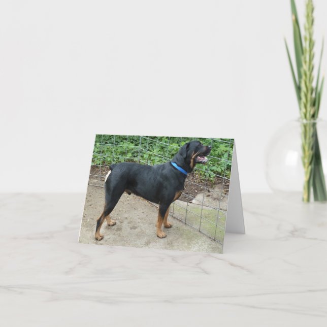 Apollo la tarjeta de saludo de Rottweiler (Anverso)