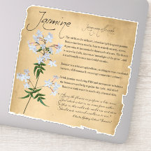 Apothecary: Jazmín | Pegatina botánico