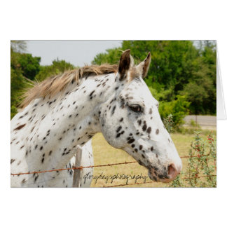 Appaloosa de Tejas