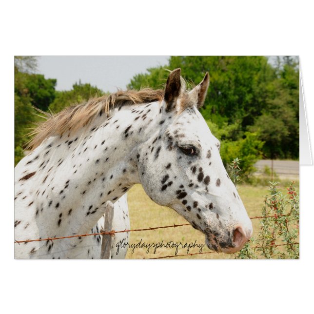 Appaloosa de Tejas (Anverso (Horizontal))