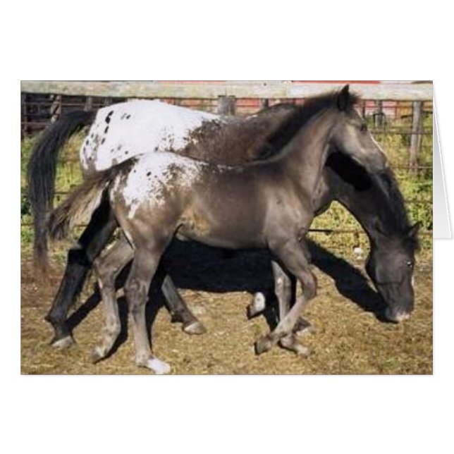 Appalosa mare & foal (Anverso (Horizontal))