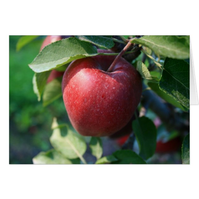 Apple (Anverso (Horizontal))