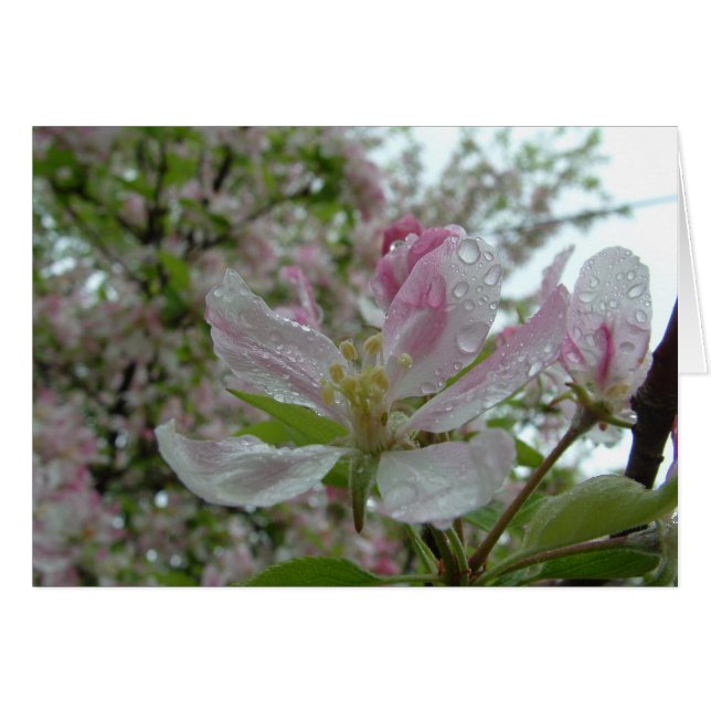Apple Blossom (Anverso (Horizontal))