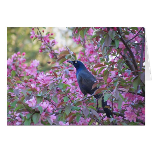 Apple Blossom Grackle (Anverso (Horizontal))