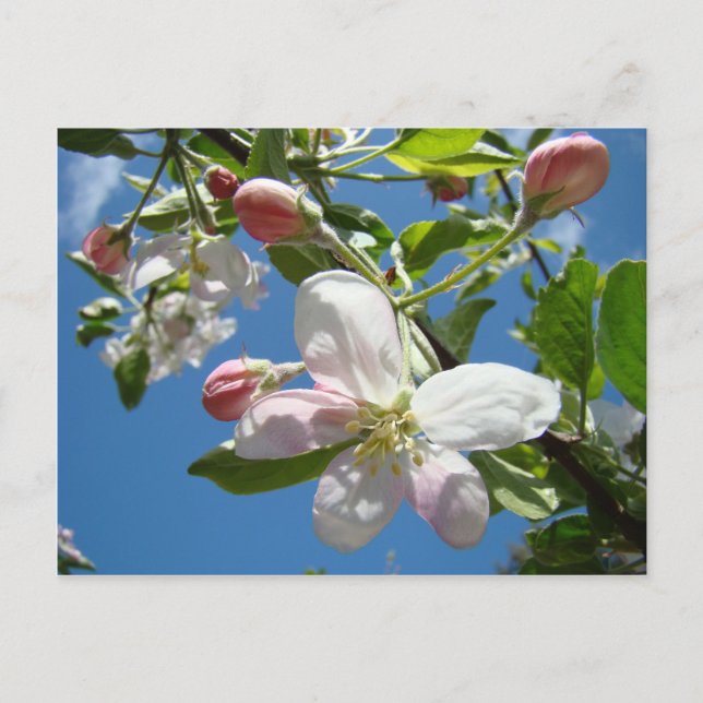 APPLE BLOSSOMS Postales Tarjetas de postales de pr (Anverso)