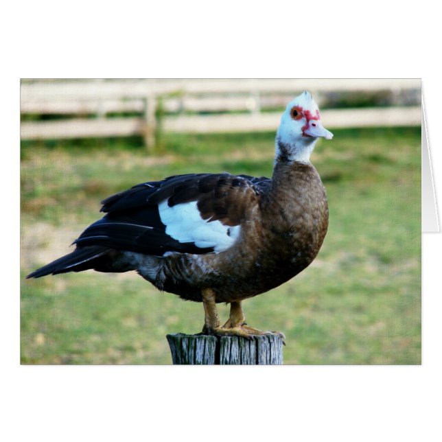 Apple En La Cercada (Anverso (Horizontal))