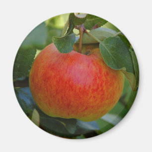 Apple James se aflige el imán