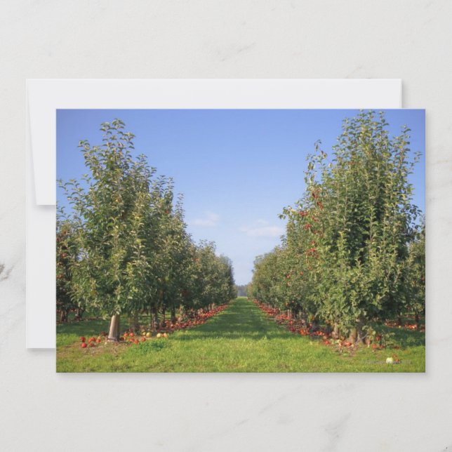 Apple Orchard (Anverso)