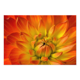 Apretado en fotografías de la flor de Dalhia con l