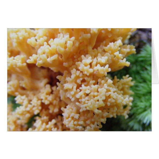Apricot Coral Fungi (Anverso (Horizontal))