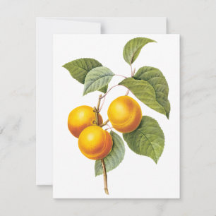 Apricot Peach por Pierre Redoute Invitation