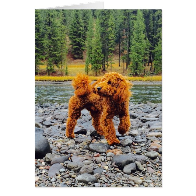 Apricot Poodle - Regalo de Personalizable (Frente)