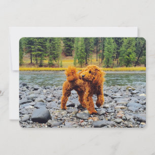 Apricot Poodle - Regalo de Personalizable